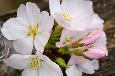 Cherry Blossom Mk 2 (2 of 3)